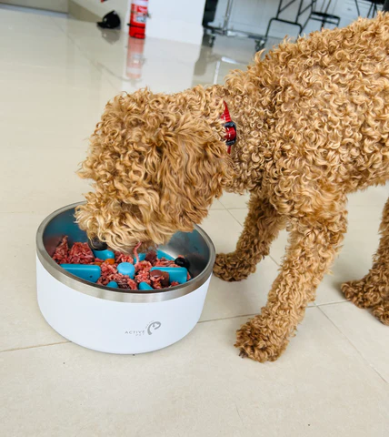 toy poodle food. 480x480