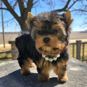 bella
