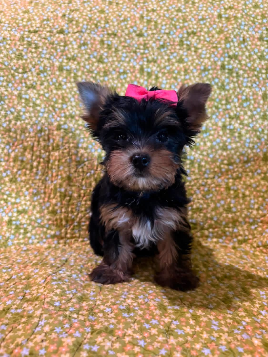 milo milo