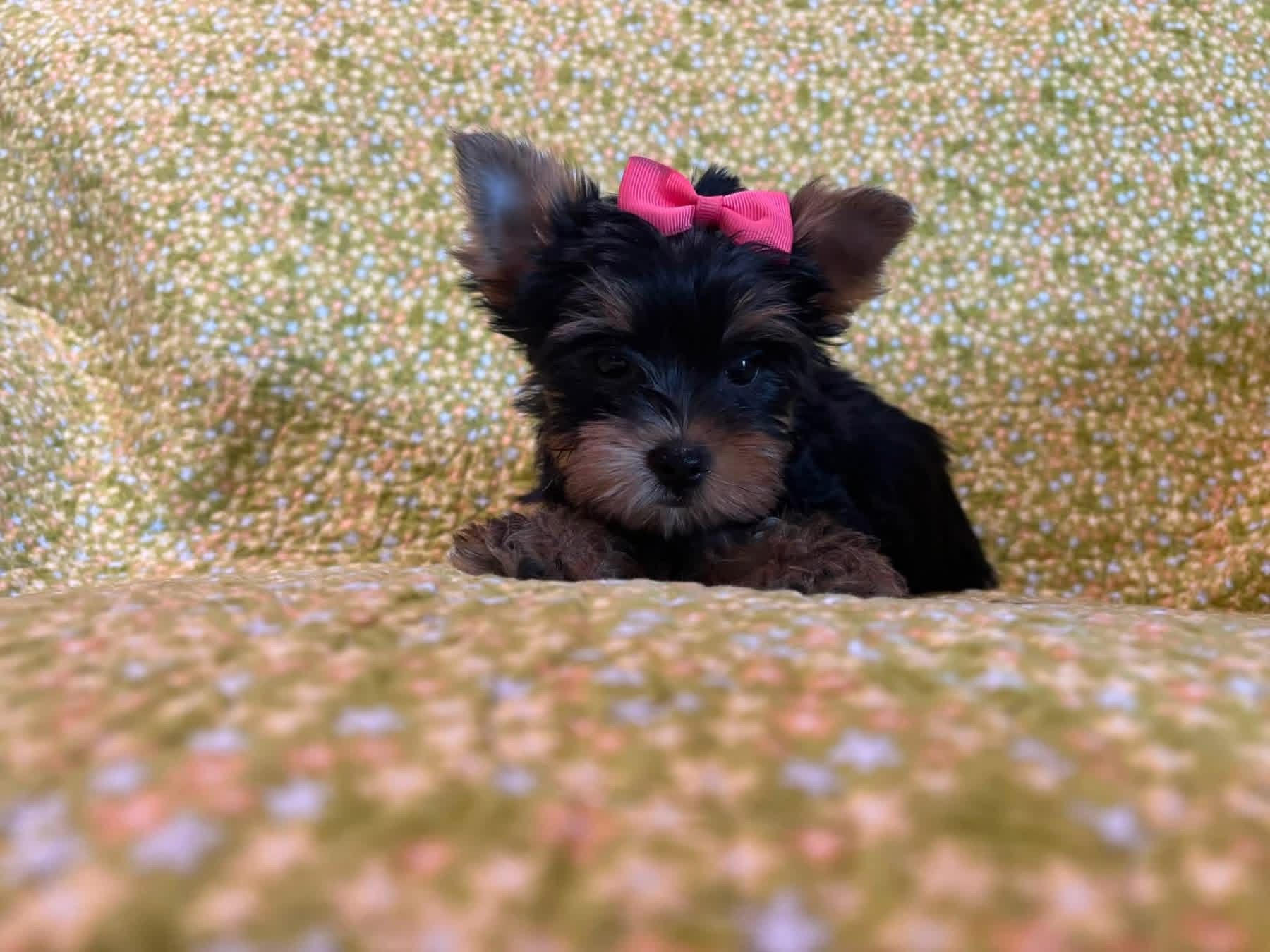 milo milo